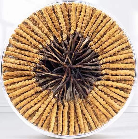 宁蒗冬虫夏草回收